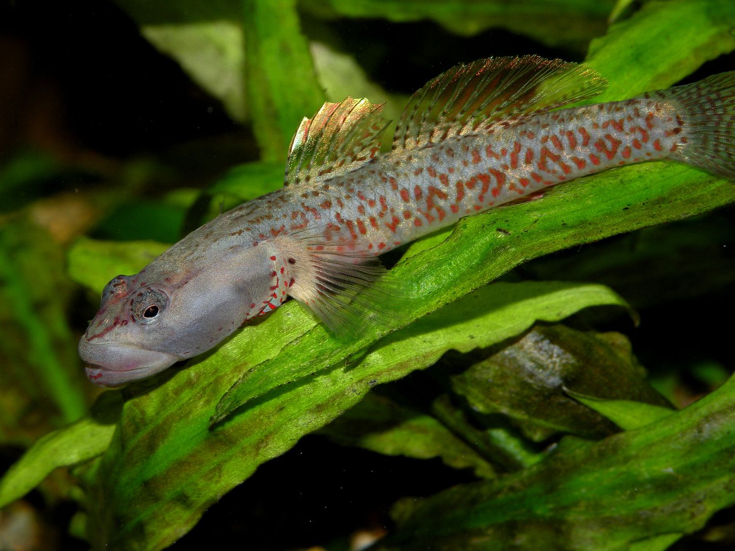 My Catfish and tanks Page 13